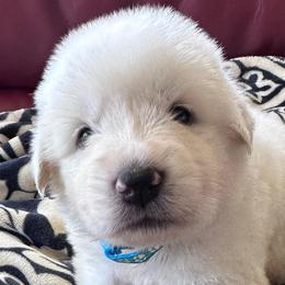 Padme' - White female Great Pyrenees puppy in Murfreesboro, Tennessee from Storybook Tails Farm