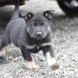 German Shepherd Puppies from Grothaus K9 Working German Shepherds