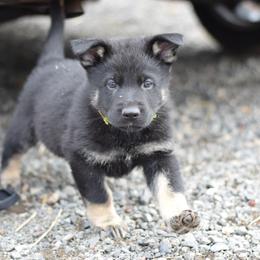 German Shepherd Puppies from Grothaus K9 Working German Shepherds