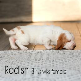 Radish - Red and white female Basset Hound puppy in Jefferson City, Missouri from Triple Hill Farm