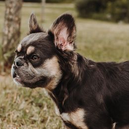 Australian Shepherds and French Bulldogs from Rana's Australian Shepherds & Frenchies