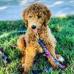 Goldendoodles from 24 Karat Doodles