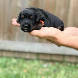 Travel - Orange - Phantom male Bernedoodle puppy in Charleston, South Carolina from Palm Belle Doodles