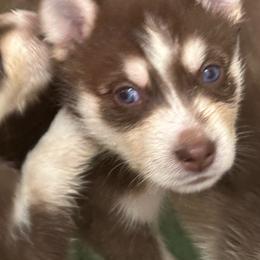 Leia - Red and white female Siberian Husky puppy in Lakeland, Florida from Ice Blue Legacy Siberians Huskies