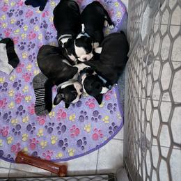 Boston Terrier Puppies from Goshorn Family Bostons and Frenchtons