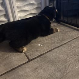 Yellow collar - Black tri-color male Australian Shepherd puppy in Defuniak Springs, Florida from Blue Cypress Stock dogs