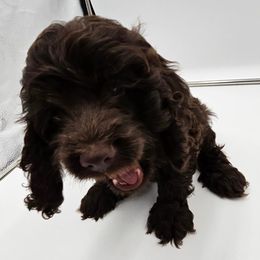 Cockapoo Puppies from Joanna Abruscato