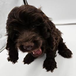 Cockapoo Puppies from Joanna Abruscato