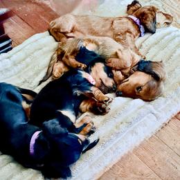 Izzie - Sable female Dachshund puppy in Hobart, Indiana from Cogsworth Cromwell Dachshunds of NW Indiana and SW Michigan