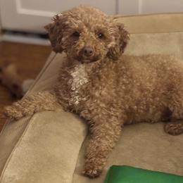 Allie bear - Red  female Poodle puppy in Munster, Indiana from Miranda’s Sunshine Poodles and Doodles