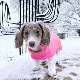 Dachshund Puppies from Triple L Dachshunds