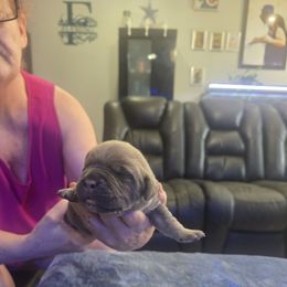 Blue fawn male 2 - Gray and fawn male Cane Corso puppy in Jacksonville, Florida from Fleming Cane Corso's