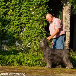Briard Puppies from Sendero Briards