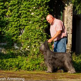 Briard Puppies from Sendero Briards