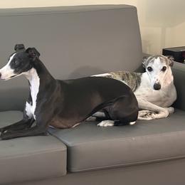 Whippets from PyneTree Whippets
