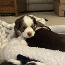 Ember - Red tri Toy Australian Shepherd puppy in Clarendon, Texas from Seminole Ranches - Toy/Mini Aussies