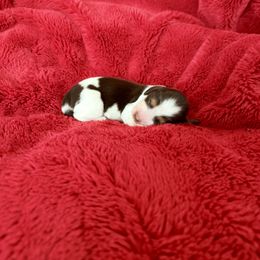 Turf - Chocolate and tan male Dachshund puppy in Nampa, Idaho from 208 Wiener Wiggle Butts LLC