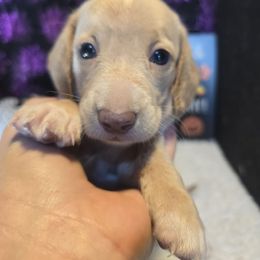 Angel Food - Cream female Dachshund puppy in Bigfork, Minnesota from Long Ears and Long Dogs Ranch