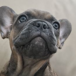 Sally - Blue fawn French Bulldog puppy in Obetz, Ohio from Ferdulalux Frenchies