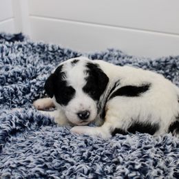 Bernedoodle, Goldendoodle, and Poodle Puppies from Raintree Standard Poodles & Mini Doodles