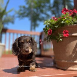 Dachshund Puppies from Little Legs Miniature Dachshunds
