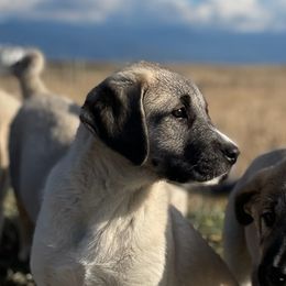 Coral Girl - Fawn female Anatolian Shepherd Dog puppy in Kalispell, Montana from Wild Rooster Family Farm (AKC Anatolians OFA Hips Tested)