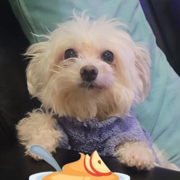 Saucey - Maltese
