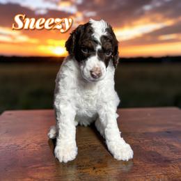 Sneezy - Parti male Poodle puppy in Pink Hill, North Carolina from Boodle's Standard Poodles