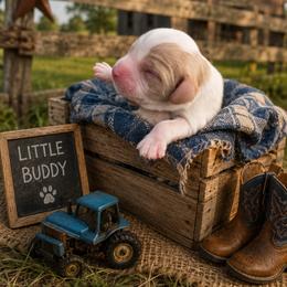 Case - Blenheim male Cavalier King Charles Spaniel puppy in Turkey, North Carolina from Country Side Acres