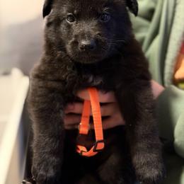 Gwydion-Orange - Black male German Shepherd puppy in Medical Lake, Washington from Nine Realms German Shepherds