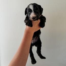 Victoria - Black female Sheepadoodle puppy in Wabash, Indiana from DOODCompany