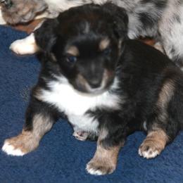 Koda - Black tri male Miniature Australian Shepherd puppy in Ionia, Iowa from Sapphire Stables