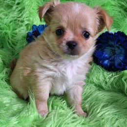 AKC Connor - Red male Chihuahua puppy in Emory, Texas from Mel's Wags & Kisses