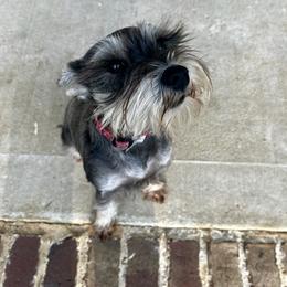 Yara - Miniature Schnauzer