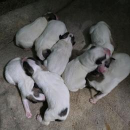 Girl 2 - White and badger female Great Pyrenees puppy in Ruthven, Iowa from Whispering Heights Ranch
