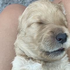 Orange - Double Doodle puppy in Gilbert, Arizona from Emmie’s Doodle Pups