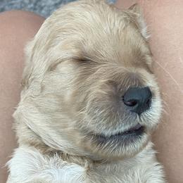Orange - Double Doodle puppy in Gilbert, Arizona from Emmie’s Doodle Pups