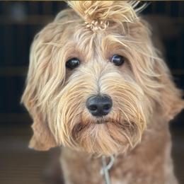 Australian Labradoodle Puppies from Liberty Hill Labradoodles