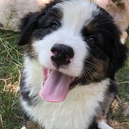 "Billy" - Black tri-color Australian Shepherd puppy in Edgartown, Massachusetts from Black Pond Australian Shepherds