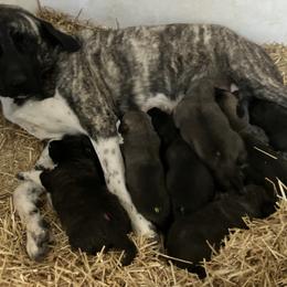 Girl 2 - Fawn female Anatolian Shepherd Dog puppy in Fort Collins, Colorado from Wanyama Ranch Anatolians