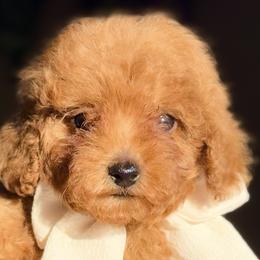 Poodles from Fidell Cuevas