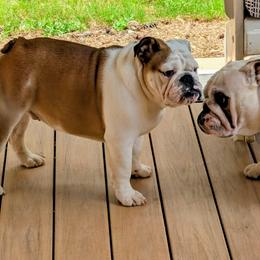 Black Male - Red and white male Bulldog puppy in Forsyth, Georgia from Evangeline Bulldogs