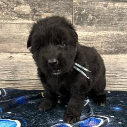 Black male - Black male German Shepherd puppy in Herrick, South Dakota from Dakota Shepherds Kennels