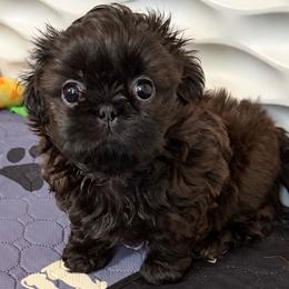 Peter - Black male Shih Tzu puppy in Aptos, California from Glorious Shih Tzu