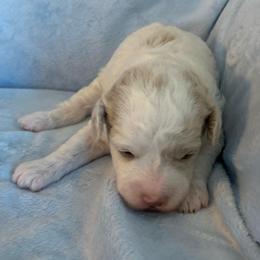 Nora - Parti female Goldendoodle puppy in Haddam, Kansas from Golden B Acres