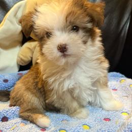 Tiny - Chocolate female Havanese puppy in Lancaster, South Carolina from 3 Bs Havanese-PUPPIES with  PURPOSE