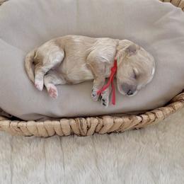 Story - Apricot female Cavapoo puppy in Arlington, Texas from Van Haselen Poodles and Doodles