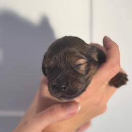 Shaded Red- Cupid 3500 - Red male Dachshund puppy in North Branch, Michigan from Monarch Miniature Dachshunds