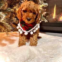 Bernedoodle, Goldendoodle, and Sheepadoodle Puppies from Maplesierradoodles