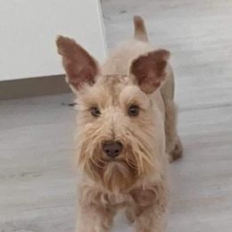 Rusty - Miniature Schnauzer